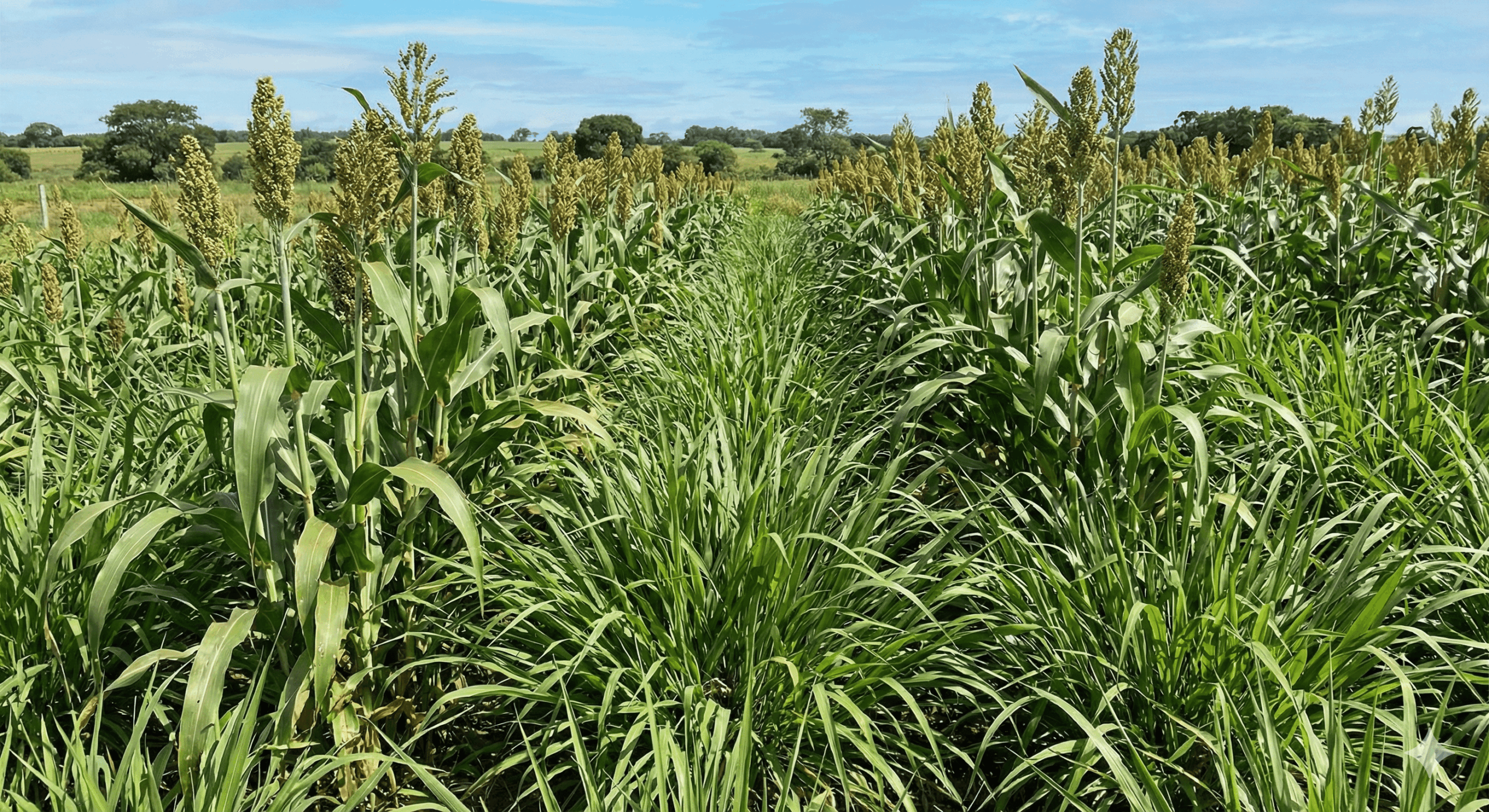 Mix Sorgo + Panicum