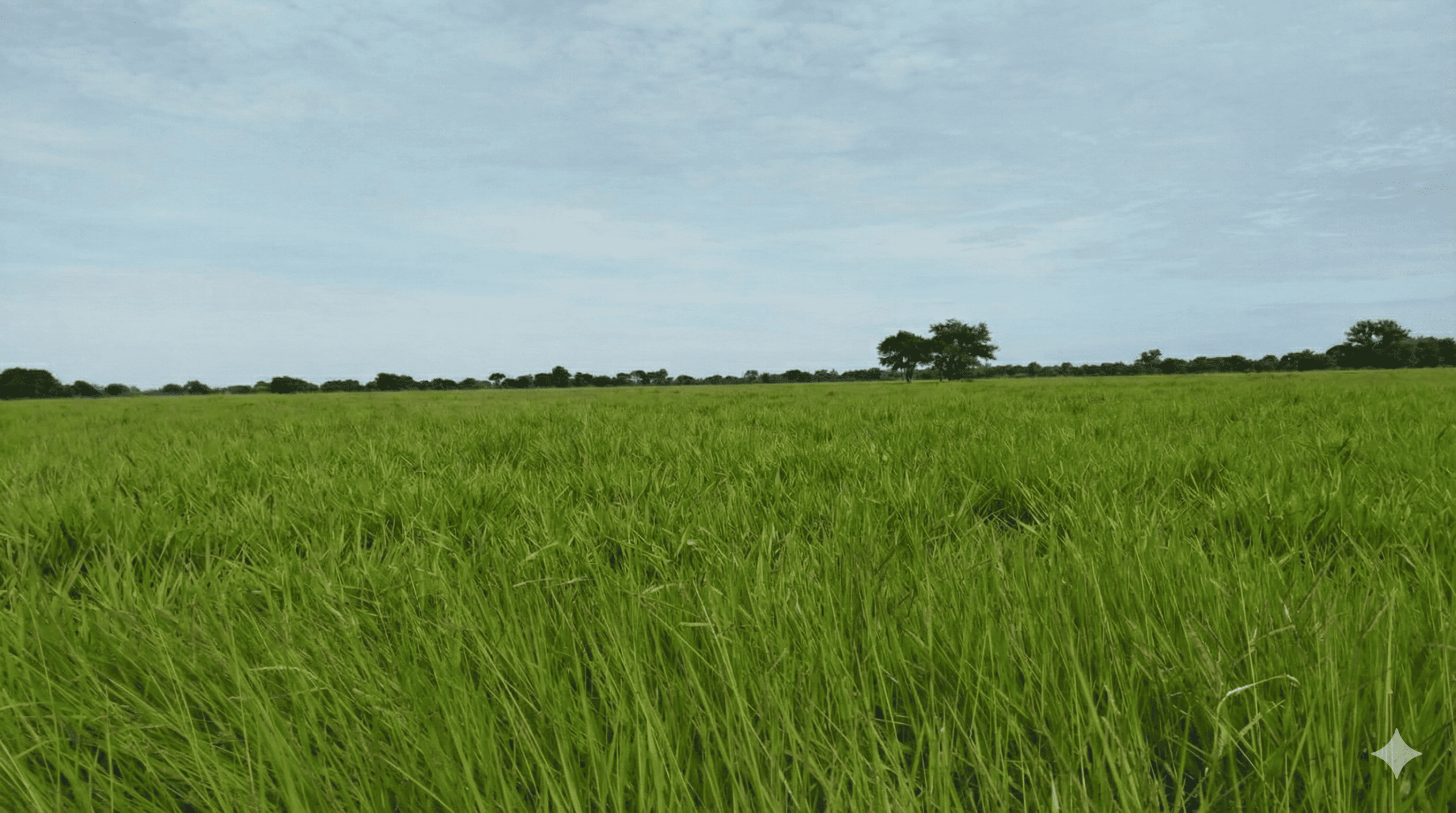 Llanero