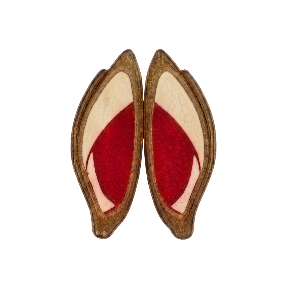 Embrión V2 — coloración parcial que no compromete